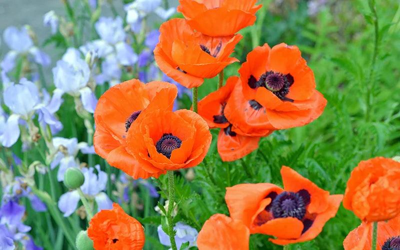 Poppy Bearded Iris - Casey & Company