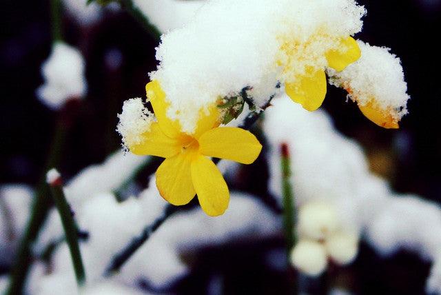 Winter Jasmine - Casey & Company
