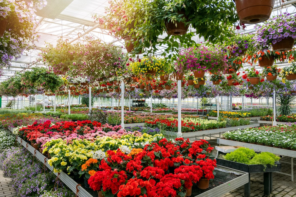 Live Plants