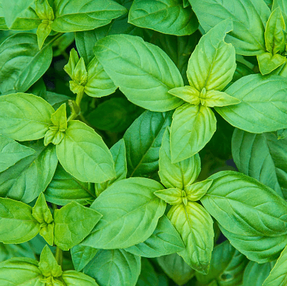 Herbs & Vegetables