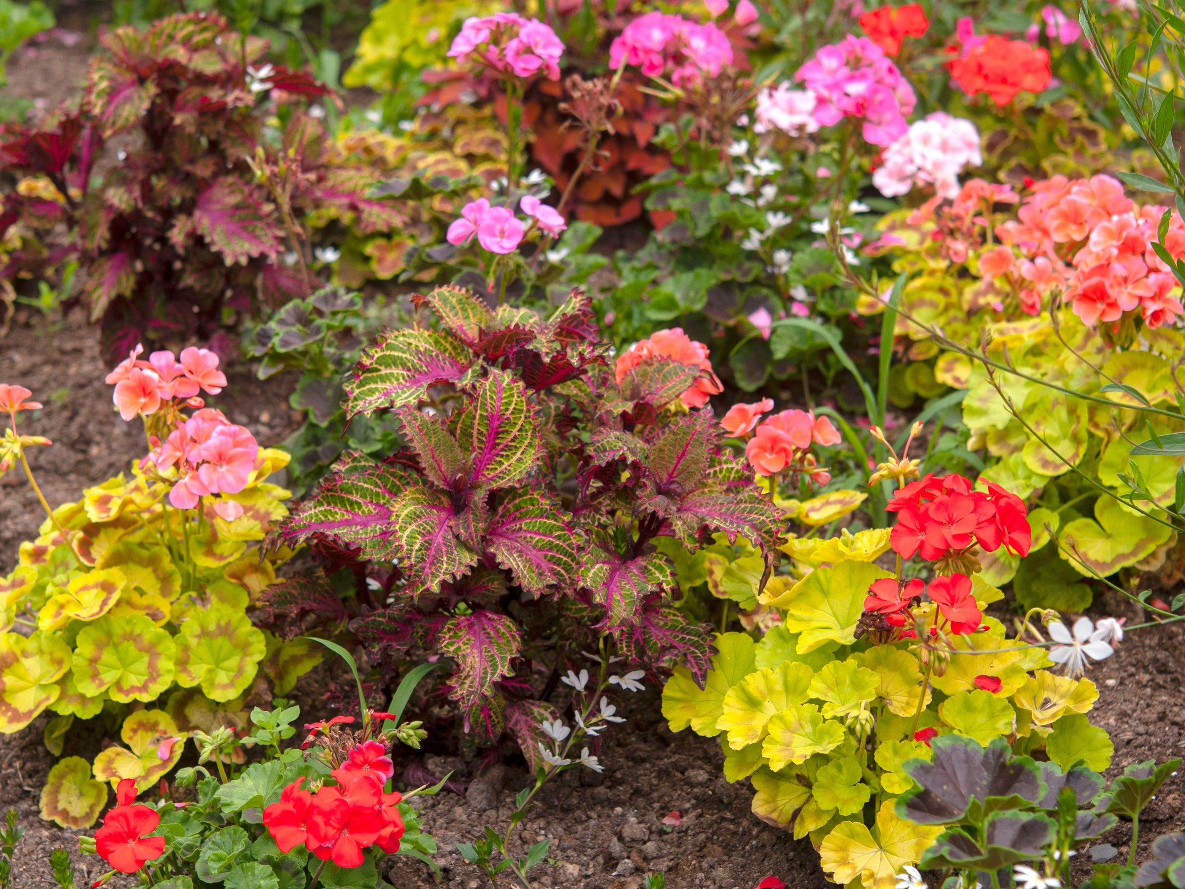 Non-Native Plants - Casey & Company