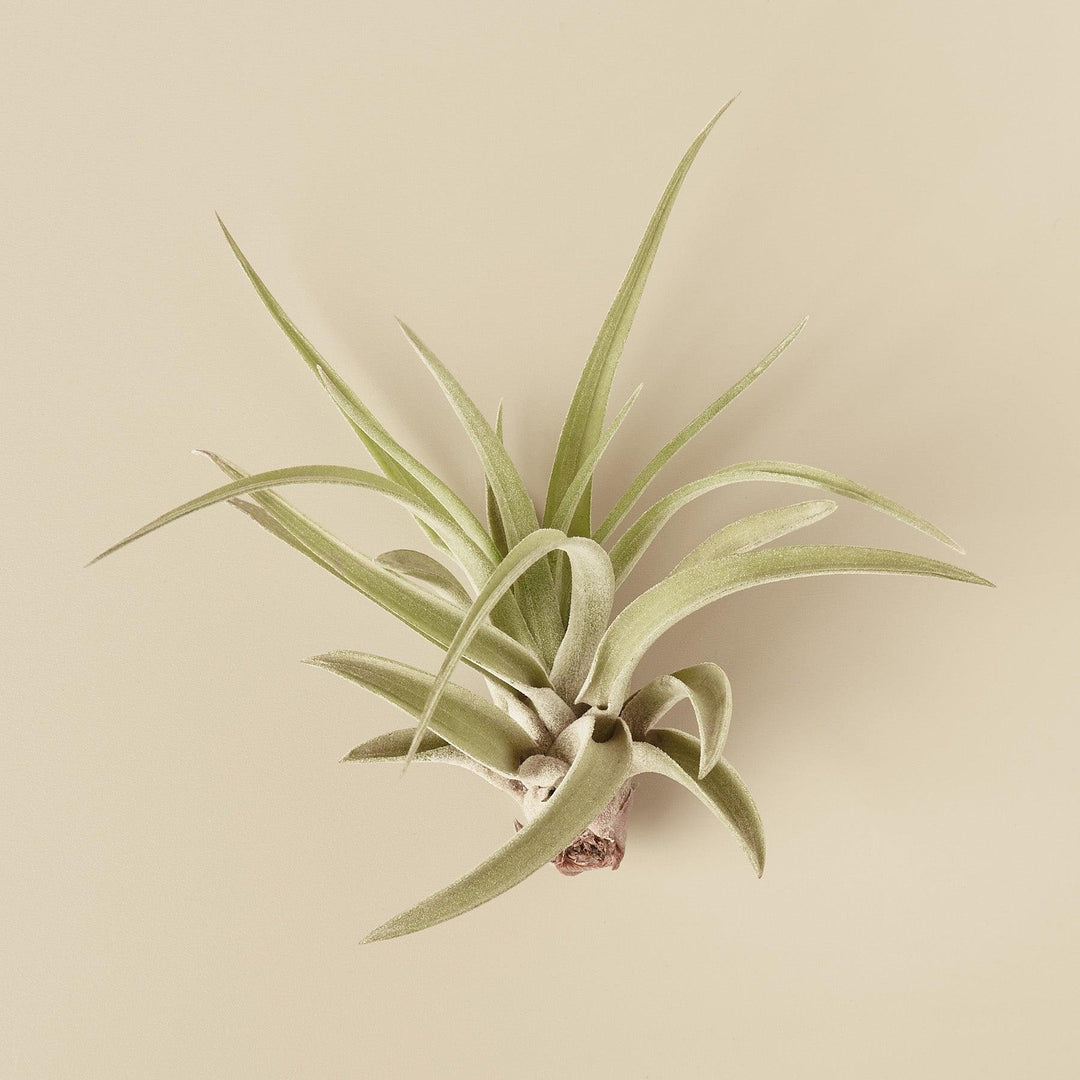 10pk Veluntina Air Plants - Casey & Company