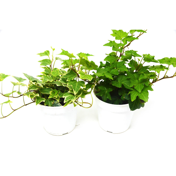 2 English Ivy Variety Pack - Live House Plant - FREE Care Guide - 4" Pot - Casey & Company