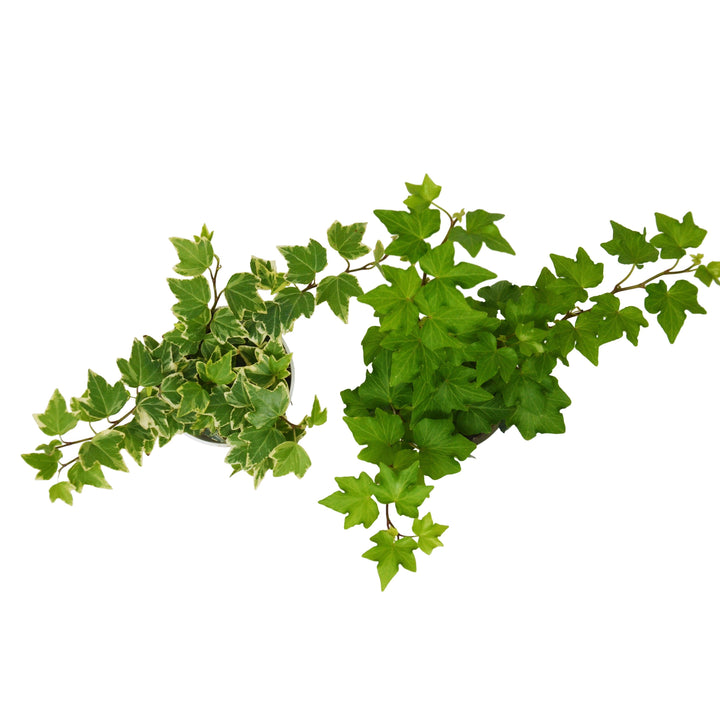 2 English Ivy Variety Pack - Live House Plant - FREE Care Guide - 4" Pot - Casey & Company