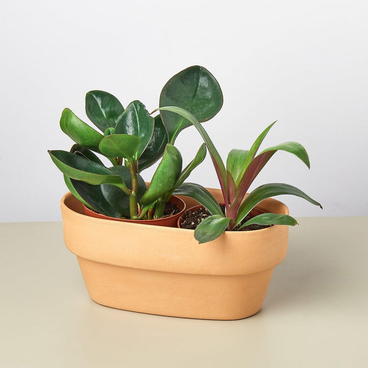 2 Plant Terra Cotta Planter - 7 Inch - Casey & Company
