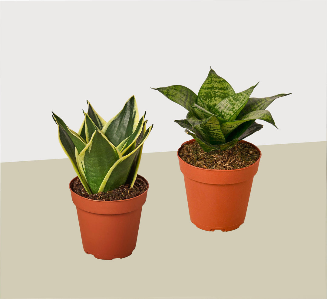 2 Snake Plant Variety (Sansevieria) / 4" Pot / Live Plant - Casey & Company