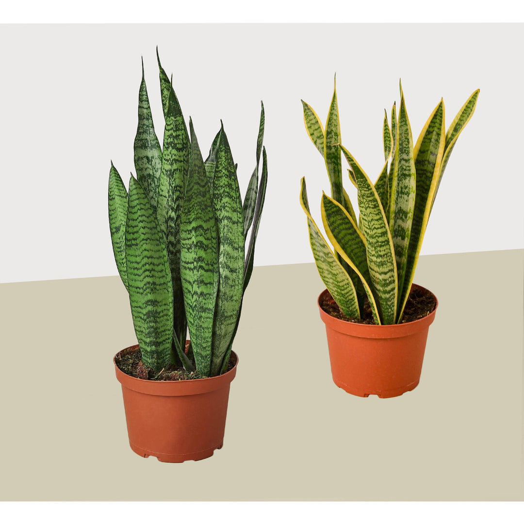 2 Snake (Sansevieria) Plant Variety Pack/ 6" Pot / 12" - 18" Tall - Casey & Company