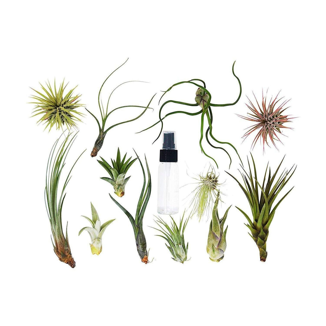 20 Bulk Air Plant Assortment w/ Spray Bottle / 12 Different Plants - Casey & Company