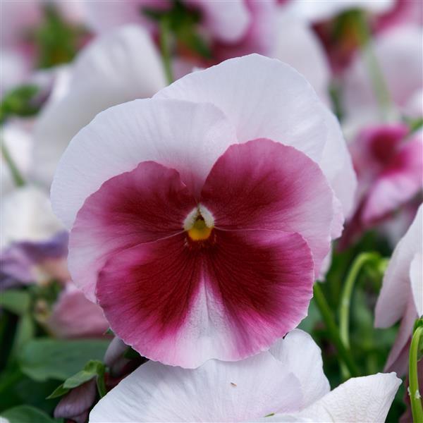 Viola x wittrockiana | Common Pansy Matrix Grandio Beacon Rose - Casey & Company