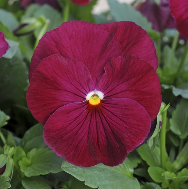 Viola x wittrockiana | Common Pansy Matrix Rose - Casey & Company
