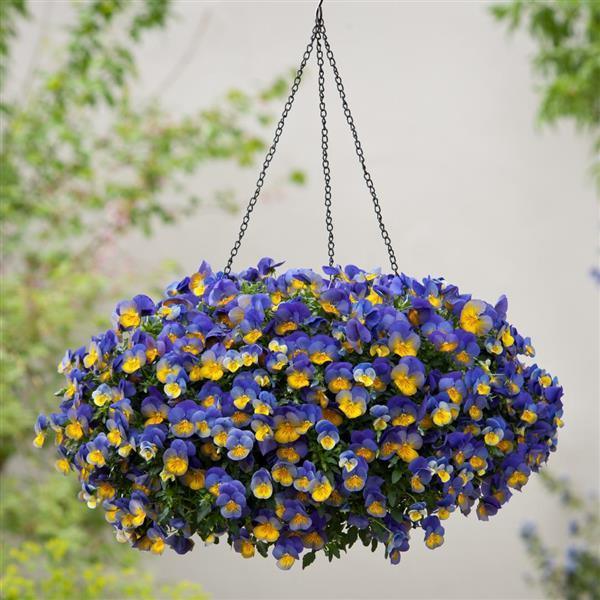 Viola x wittrockiana | Cool Wave® Morpho Spreading Pansy - Casey & Company