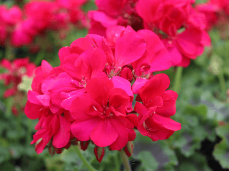 Geranium Calliope 'Pink', Large - Casey & Company