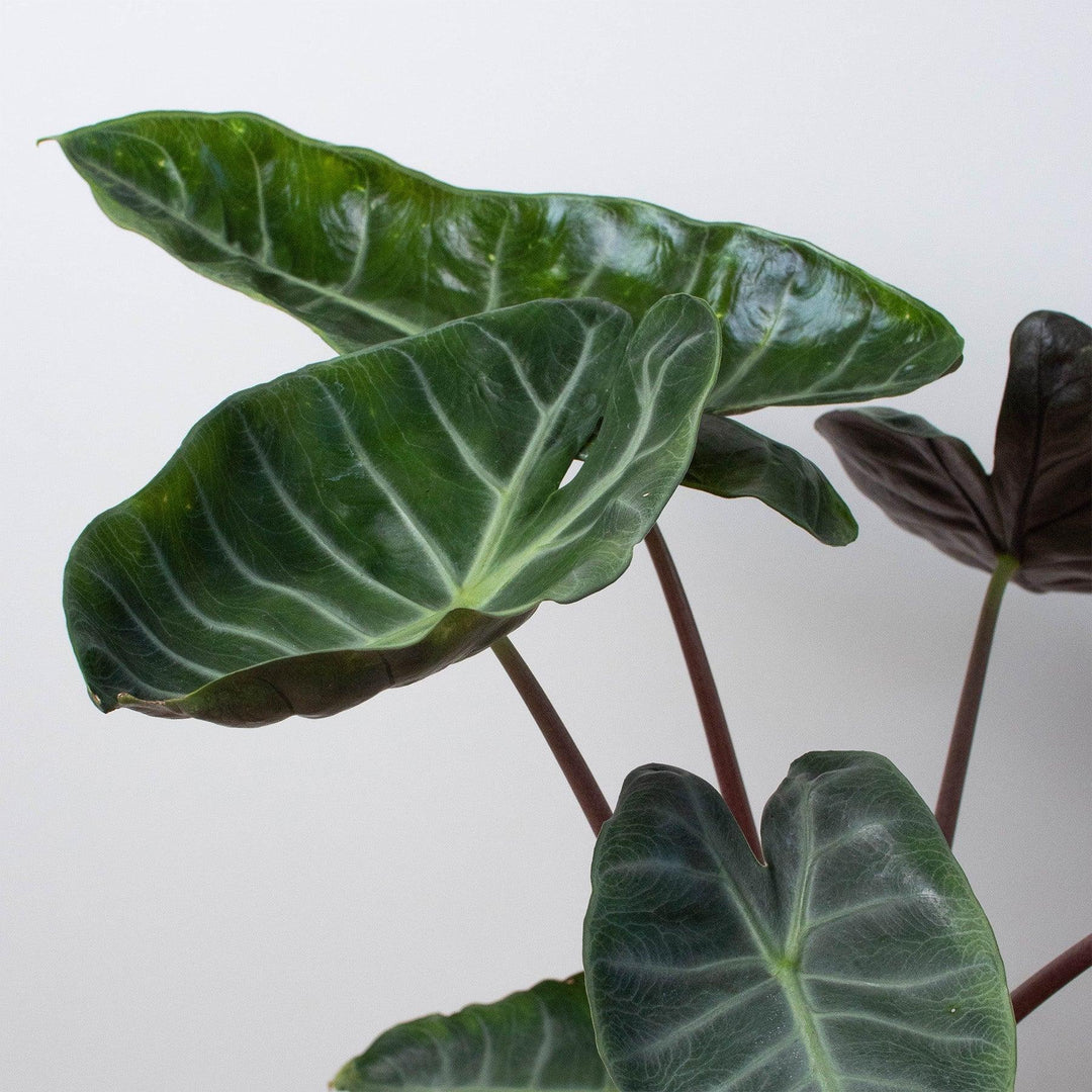 Alocasia 'Ebony' - Casey & Company