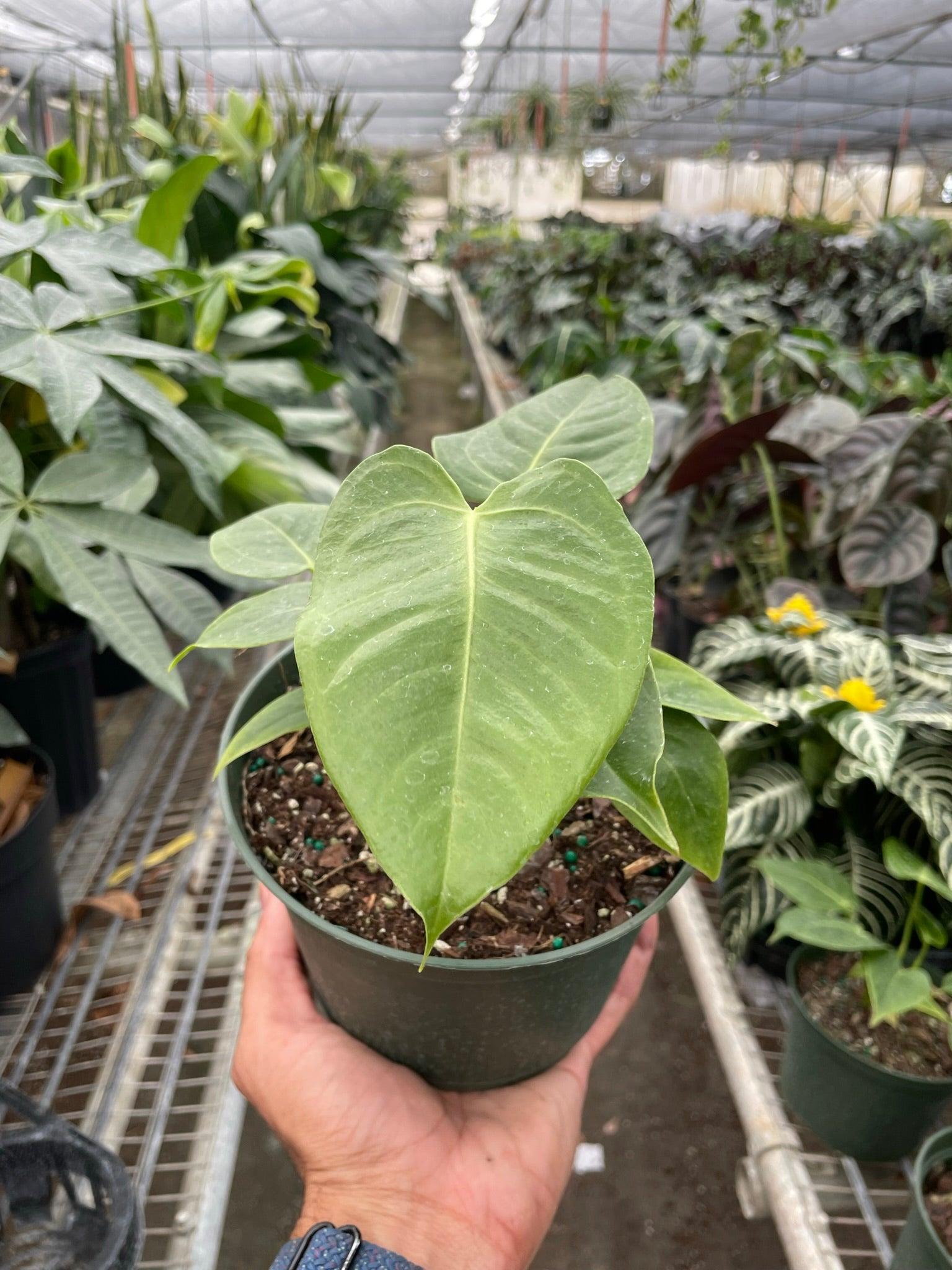 anthurium veitchii buy Anthurium 'Veitchii' – Casey & Company