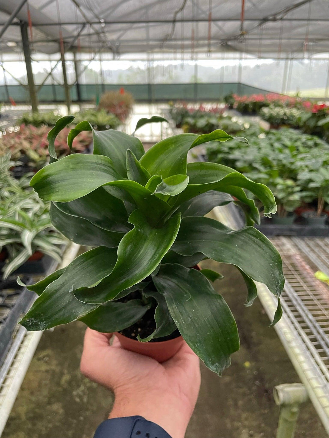 Dracaena 'Twister' - Casey & Company