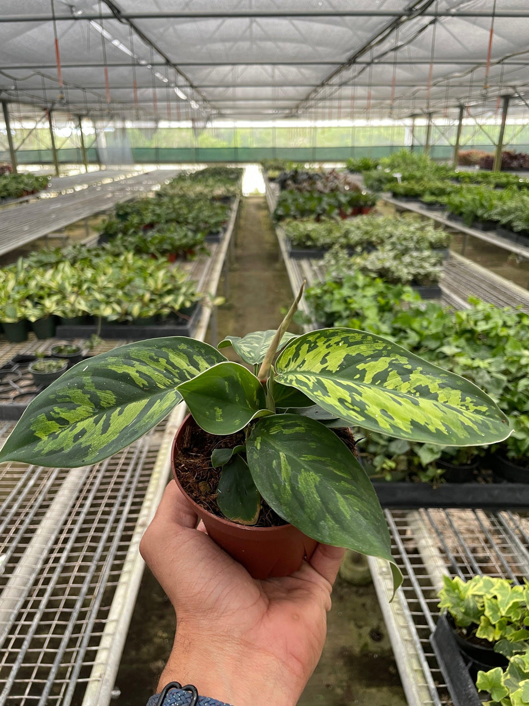 Homalomena 'Camouflage' - Casey & Company
