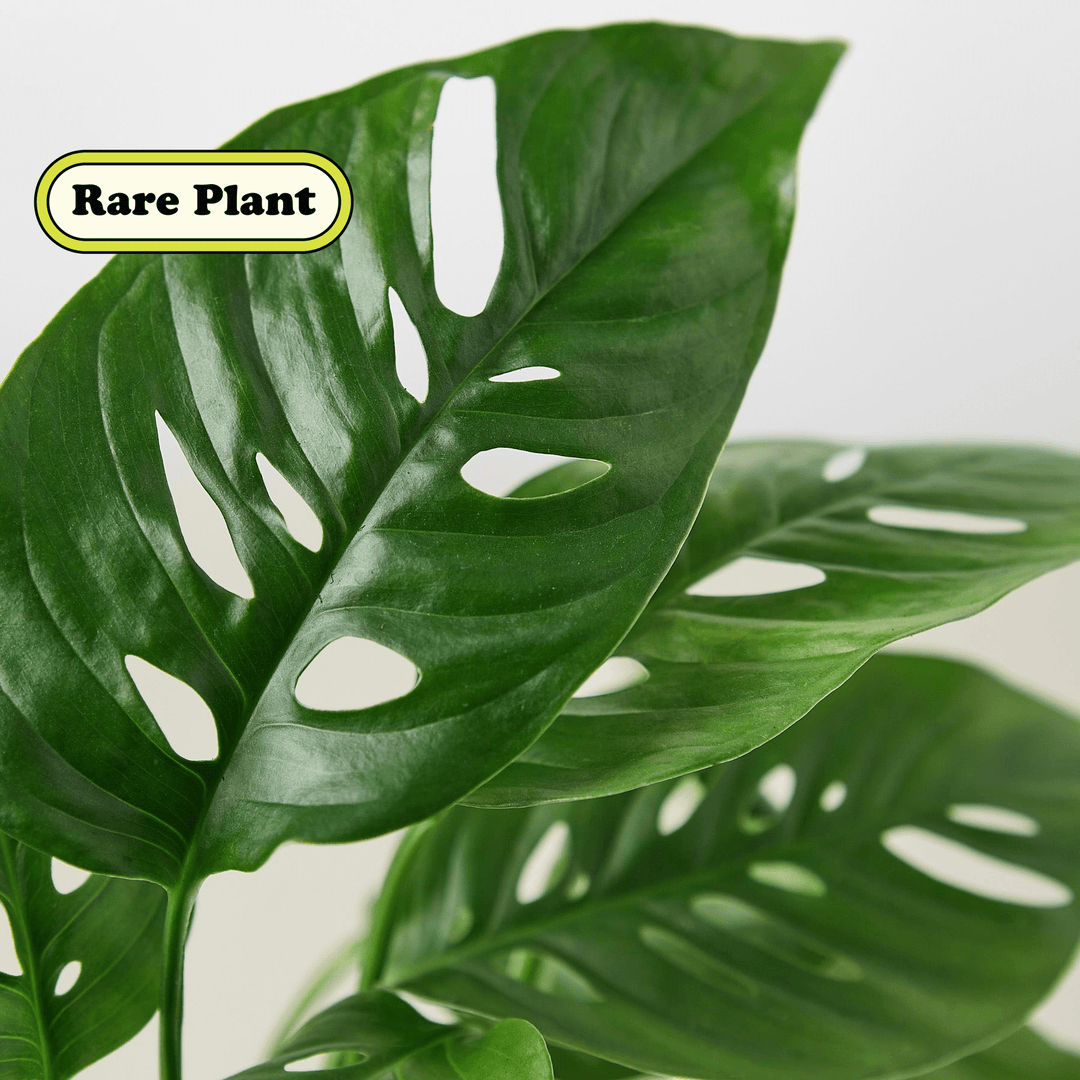 Monstera Adansonii 'Swiss Cheese' Cuttings (5 Pack) - Casey & Company