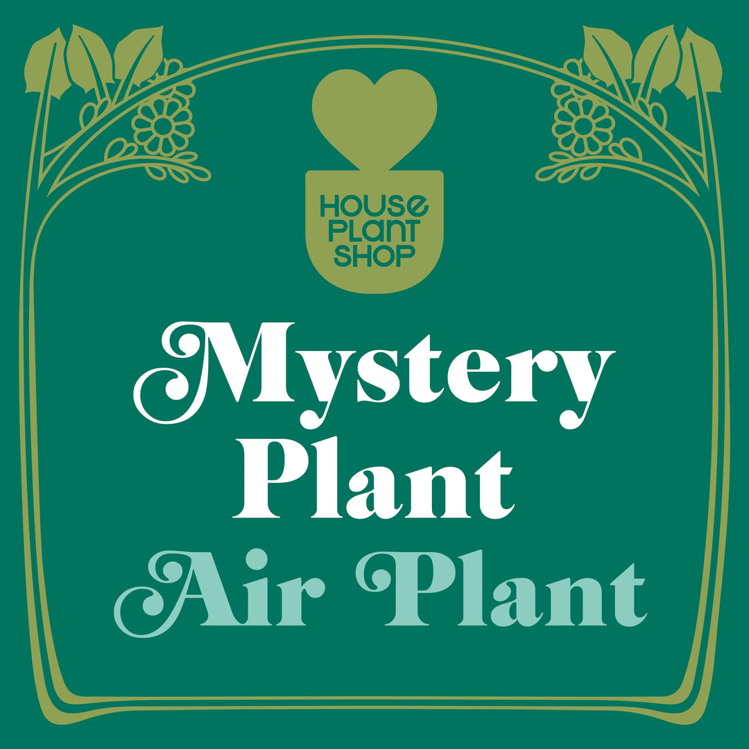 Mystery Air Plant - Casey & Company