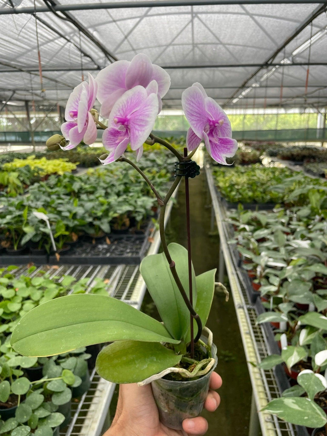 Orchid 'Light Pink Phalaenopsis' - Casey & Company
