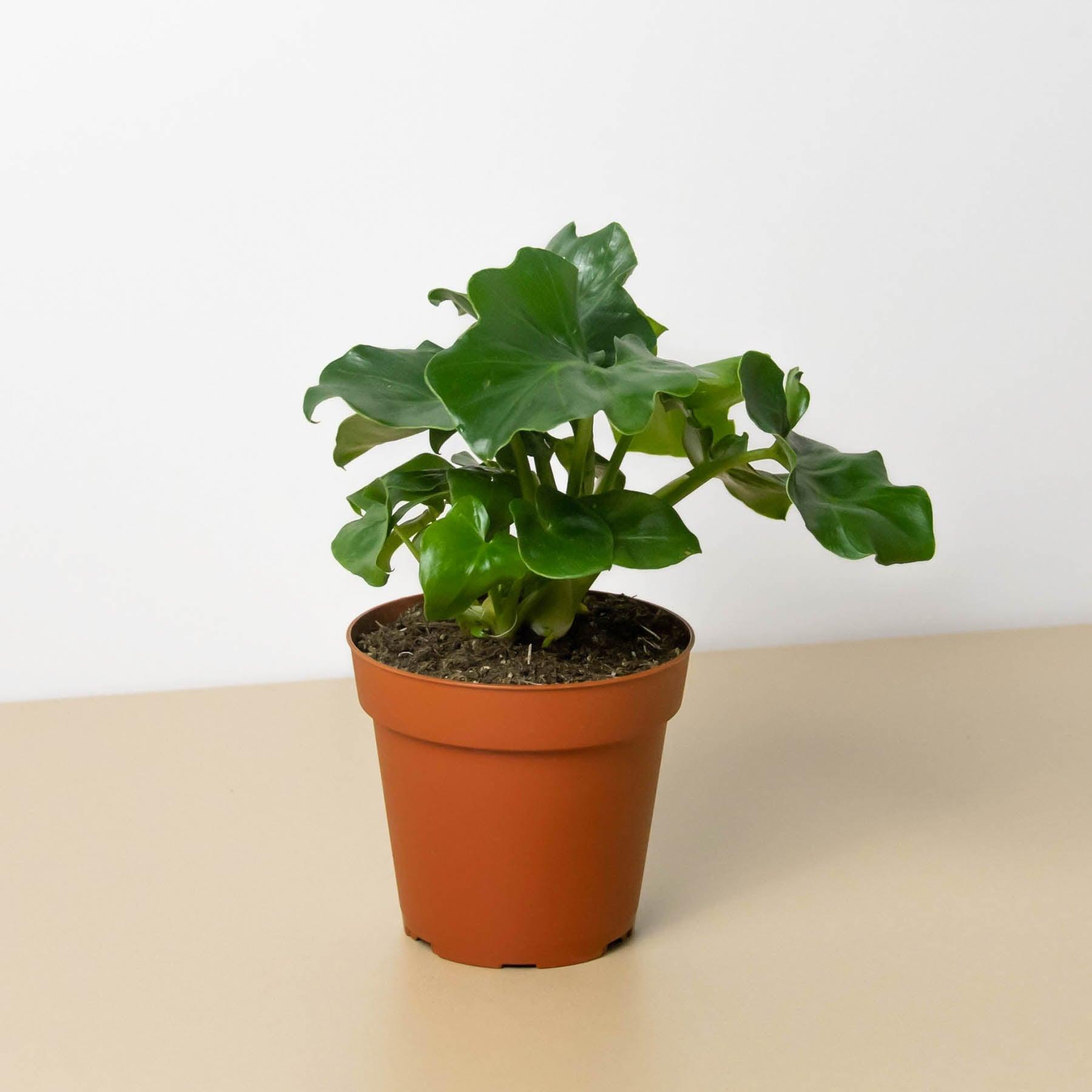 Philodendron 'Atom'  Casey & Company