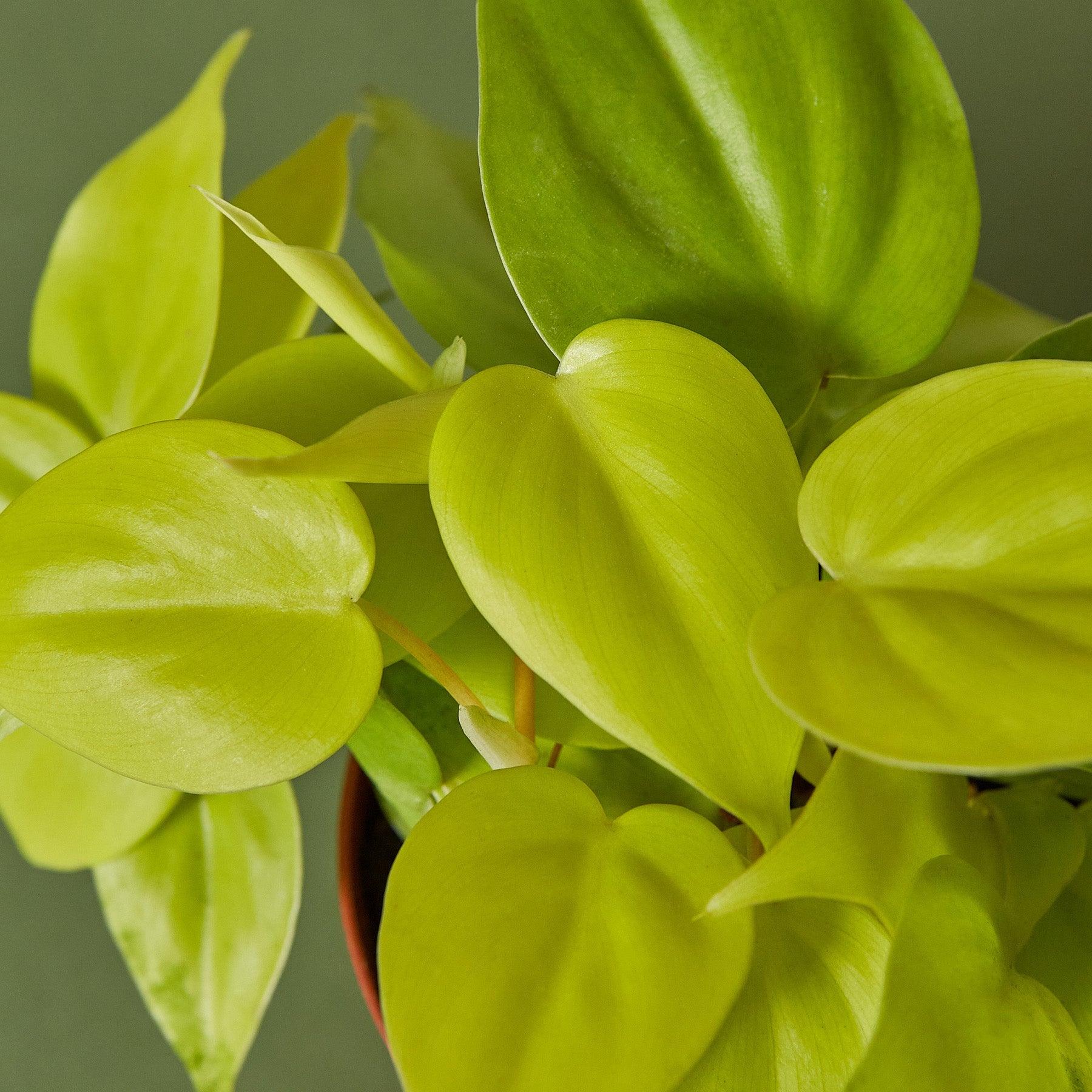 philodendron cordatum cuttings Philodendron Cordatum 'Neon' Cuttings (5 Pack)