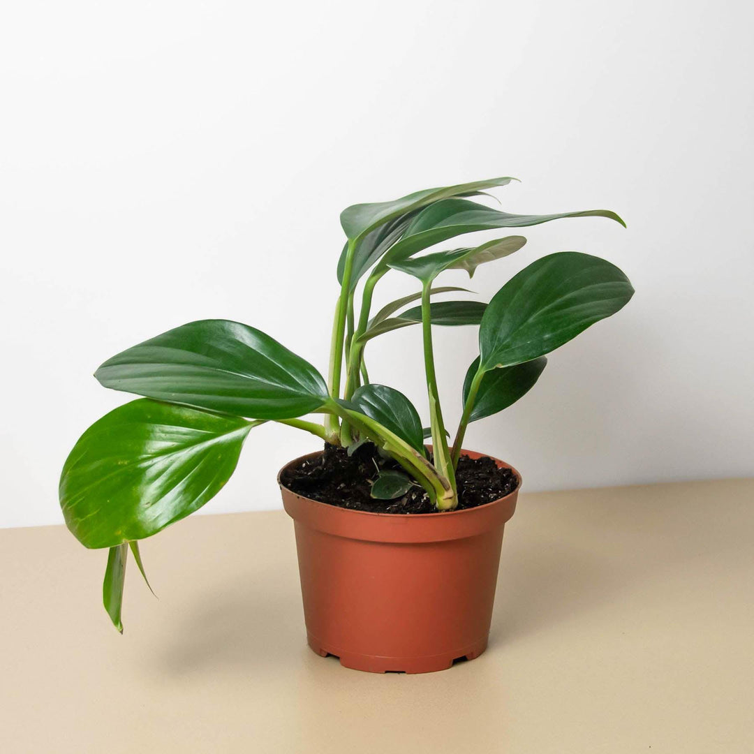 Philodendron 'Dragon Tail' - Casey & Company