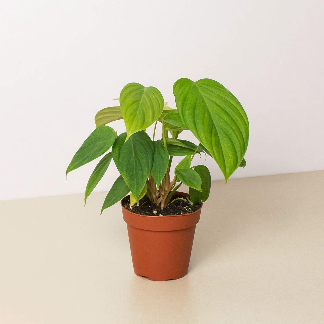 Philodendron 'Fuzzy Petiole' - Casey & Company