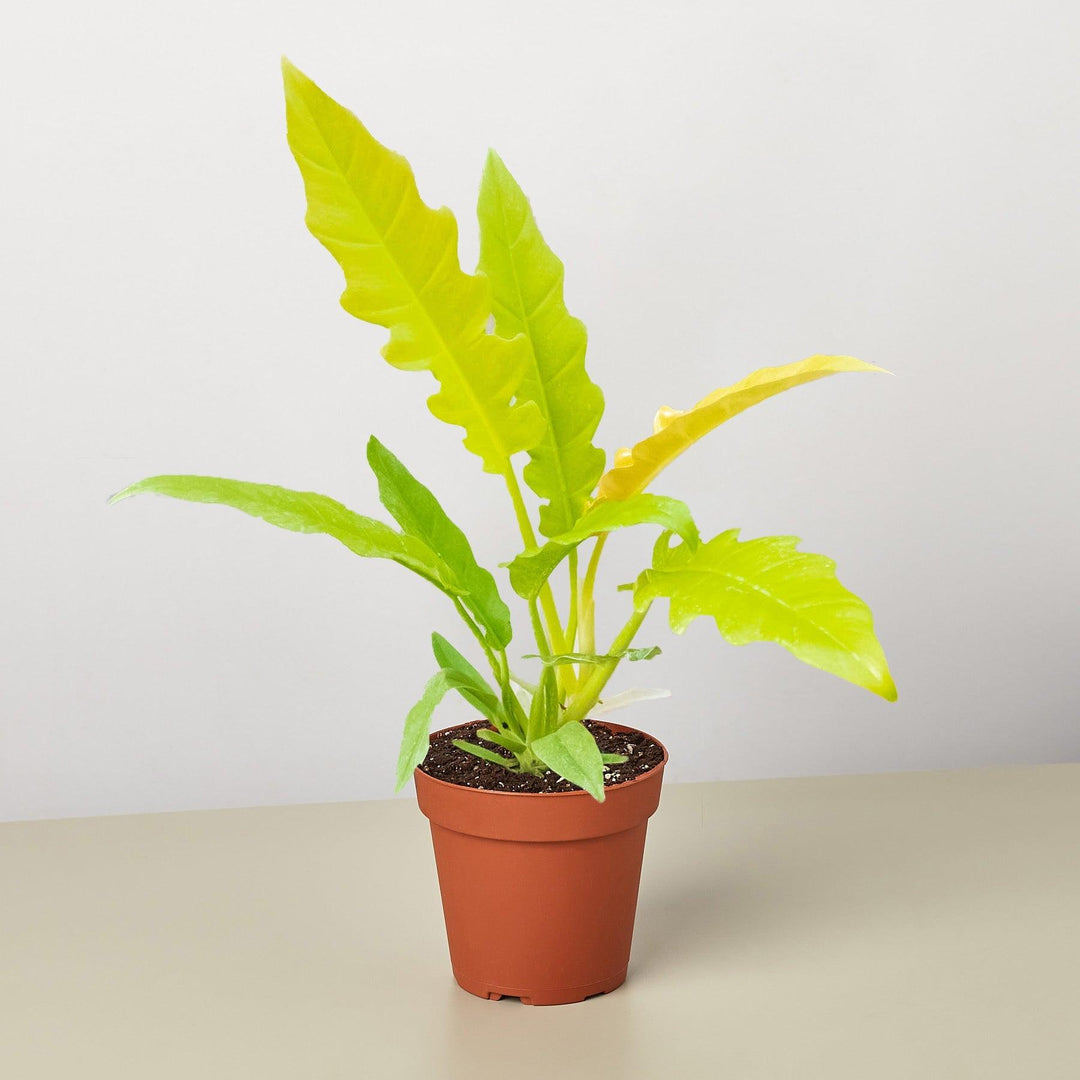Philodendron 'Golden Ring of Fire' - Casey & Company