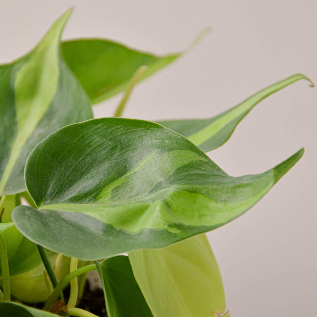 Philodendron Hederaceum 'Brasil' Cuttings (5 Pack) - Casey & Company