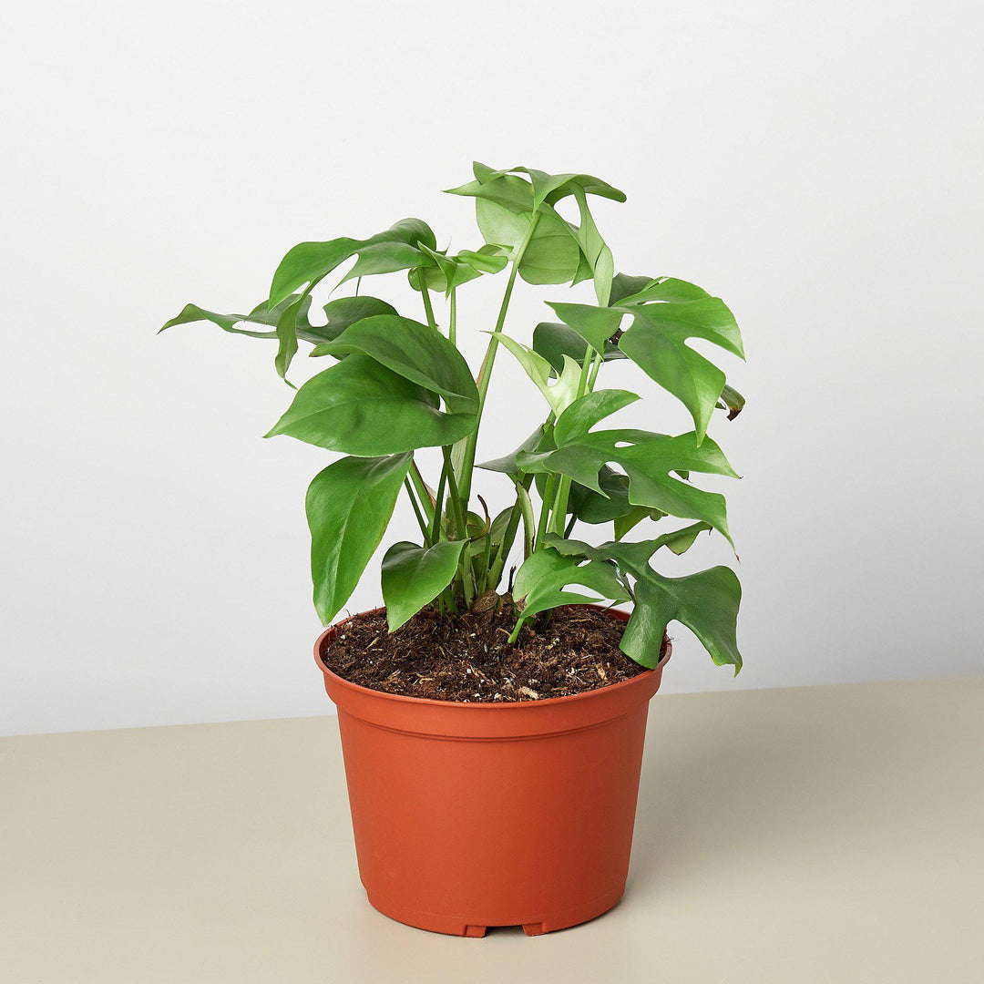 Philodendron Mini Monstera Minima - Casey & Company