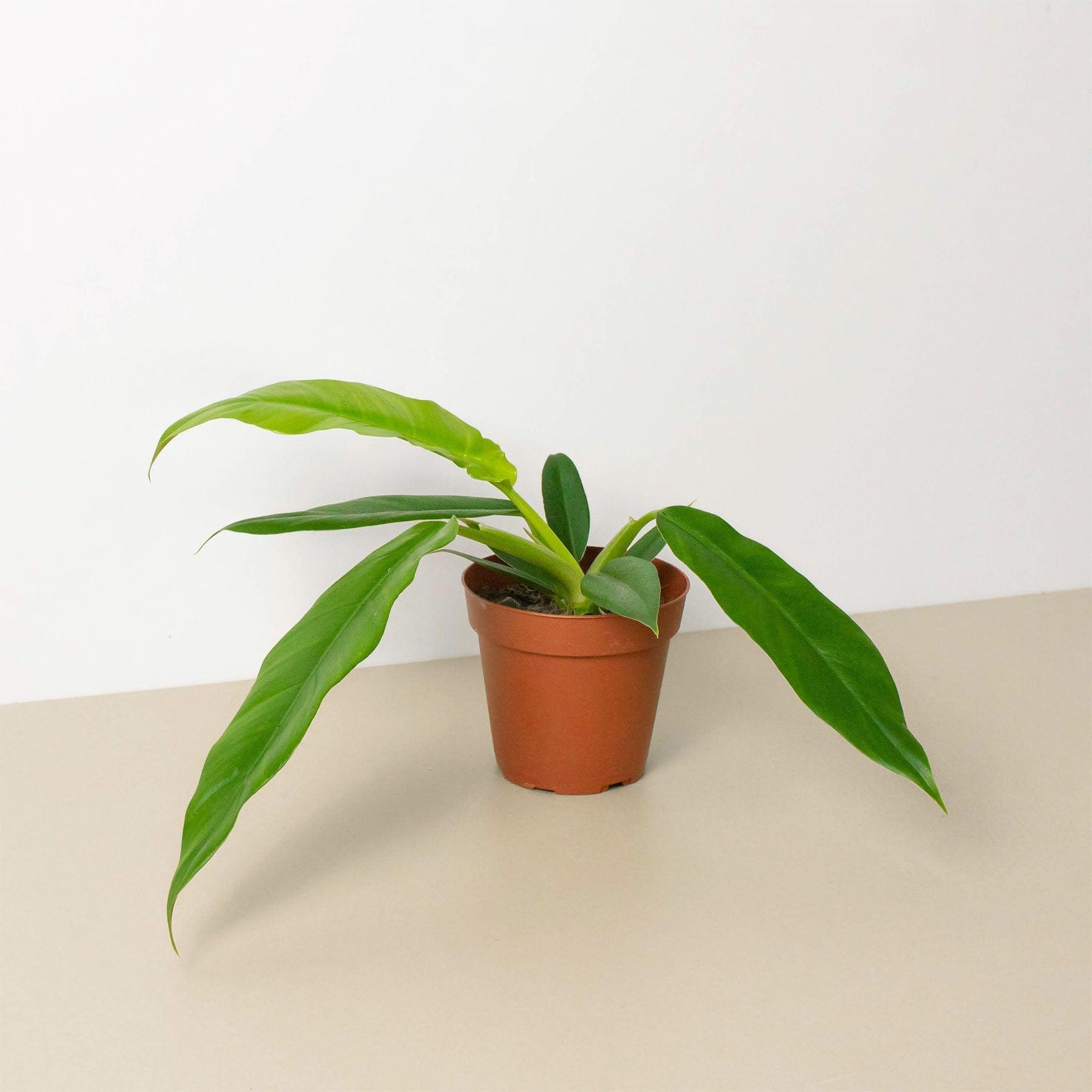 philodendron narrow escape flower Philodendron 'Narrow Escape' – Casey & Company