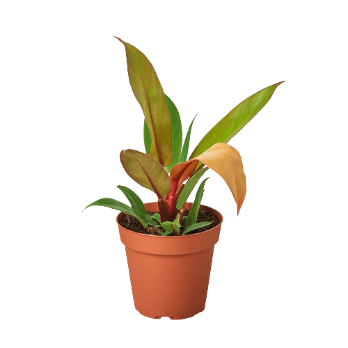 Philodendron 'Prince of Orange' - Casey & Company