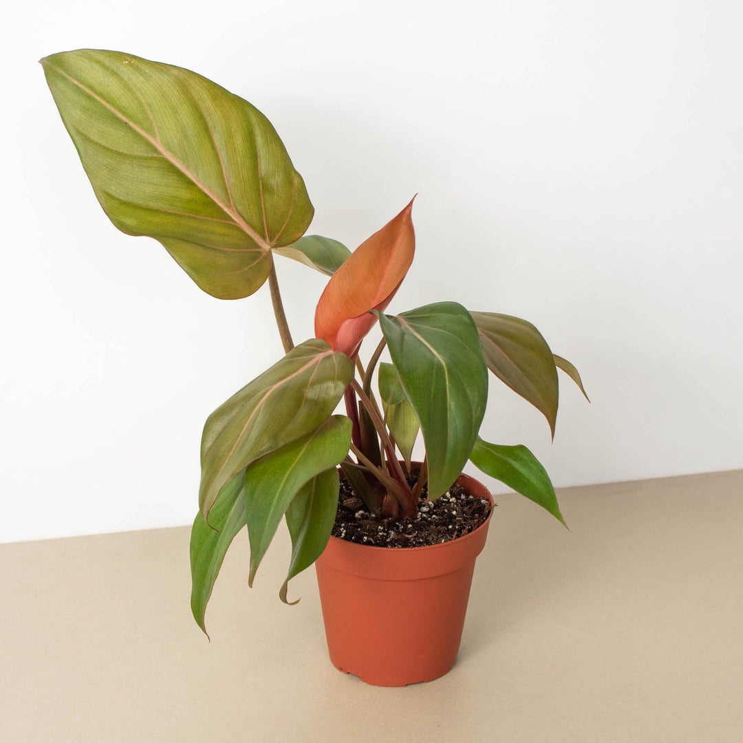 Philodendron 'Summer Glory' - Casey & Company