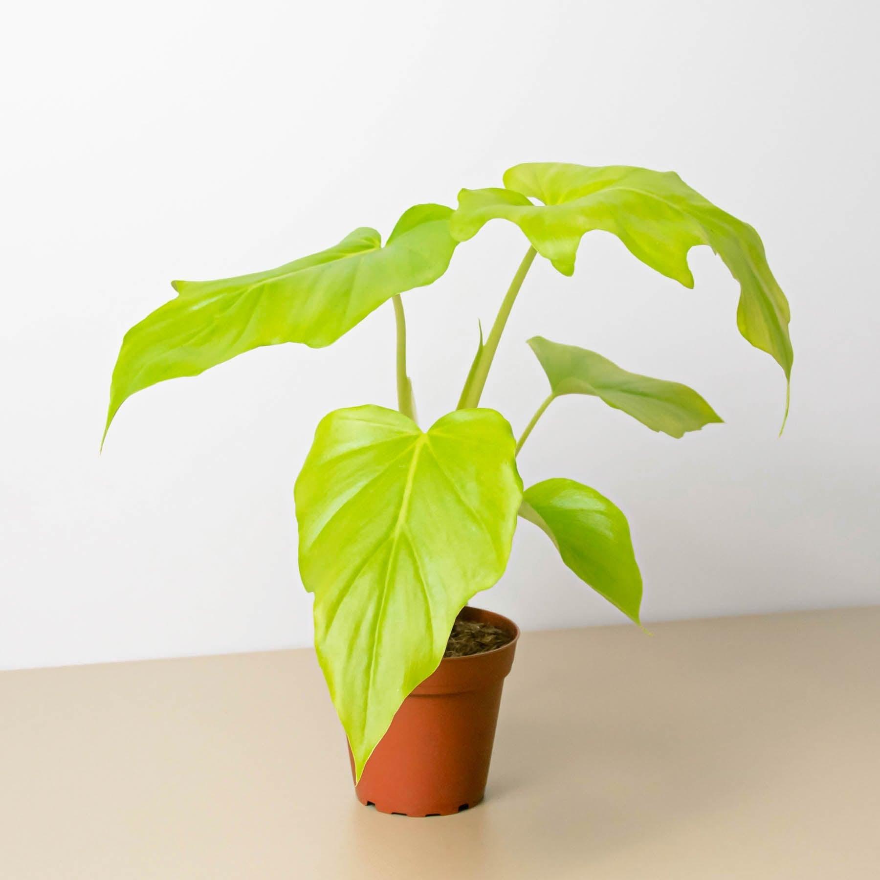Philodendron 'Warscewiczii' – Casey & Company