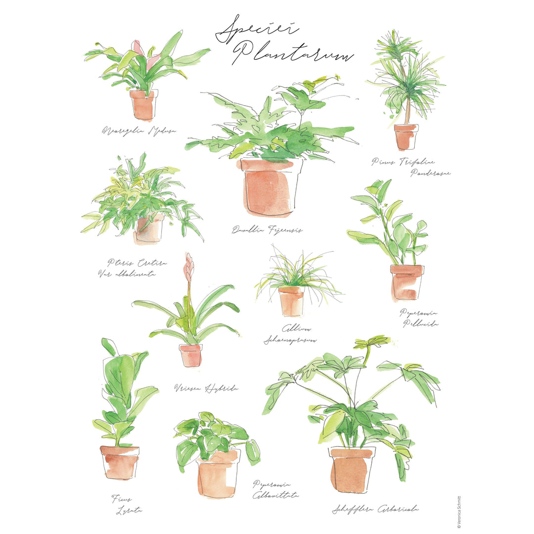 Plant Species Poster - Casey & Company