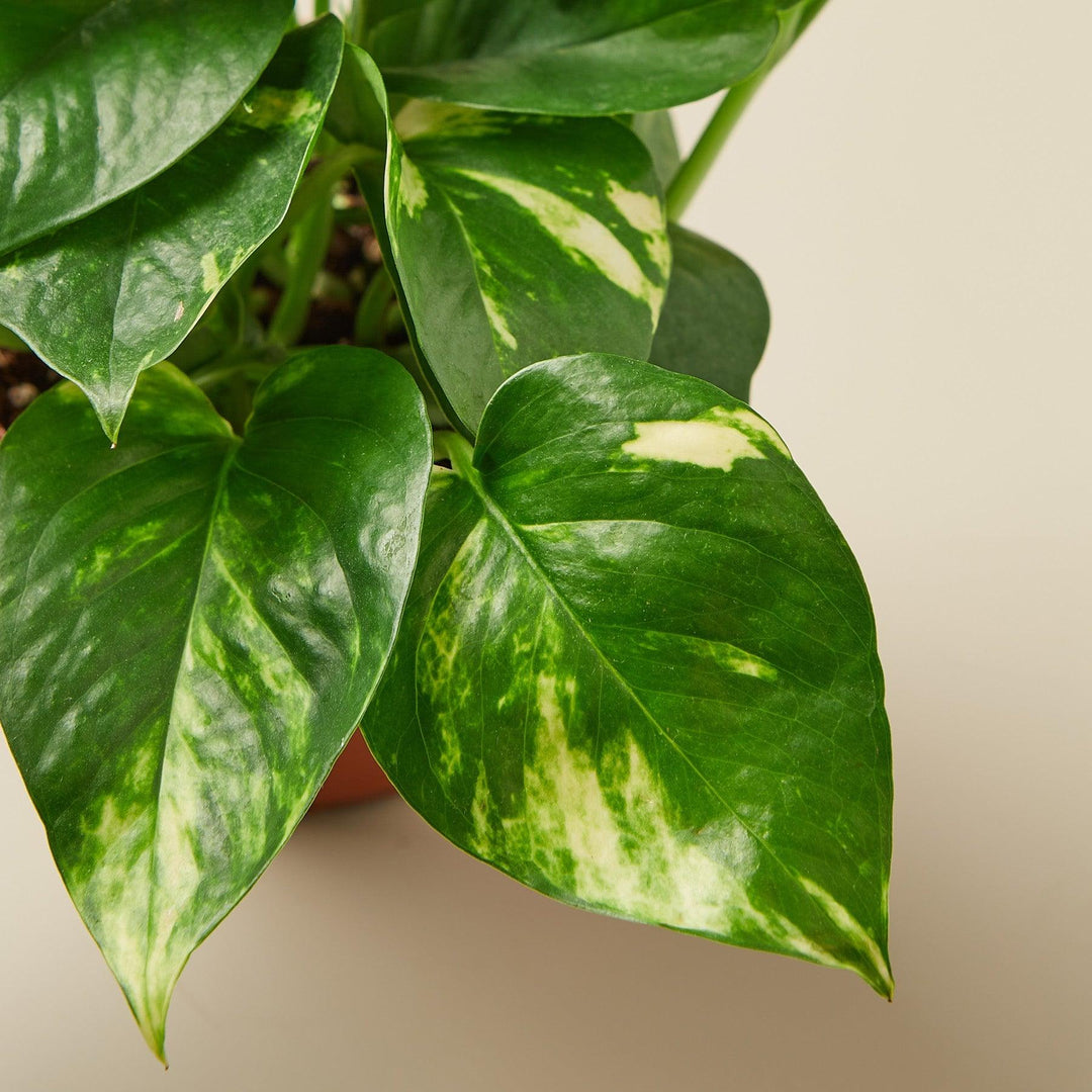 Pothos 'Golden' Cuttings (5 Pack) - Casey & Company