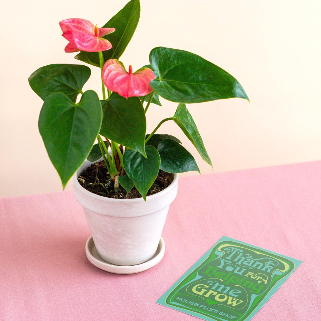 Pre-Potted Anthurium 'Pink' - White Terra Cotta - Casey & Company