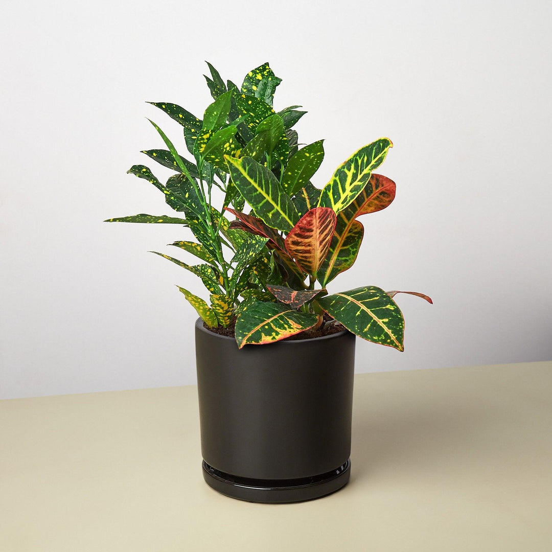 Pre-Potted Crotons Gift Arrangement - Casey & Company