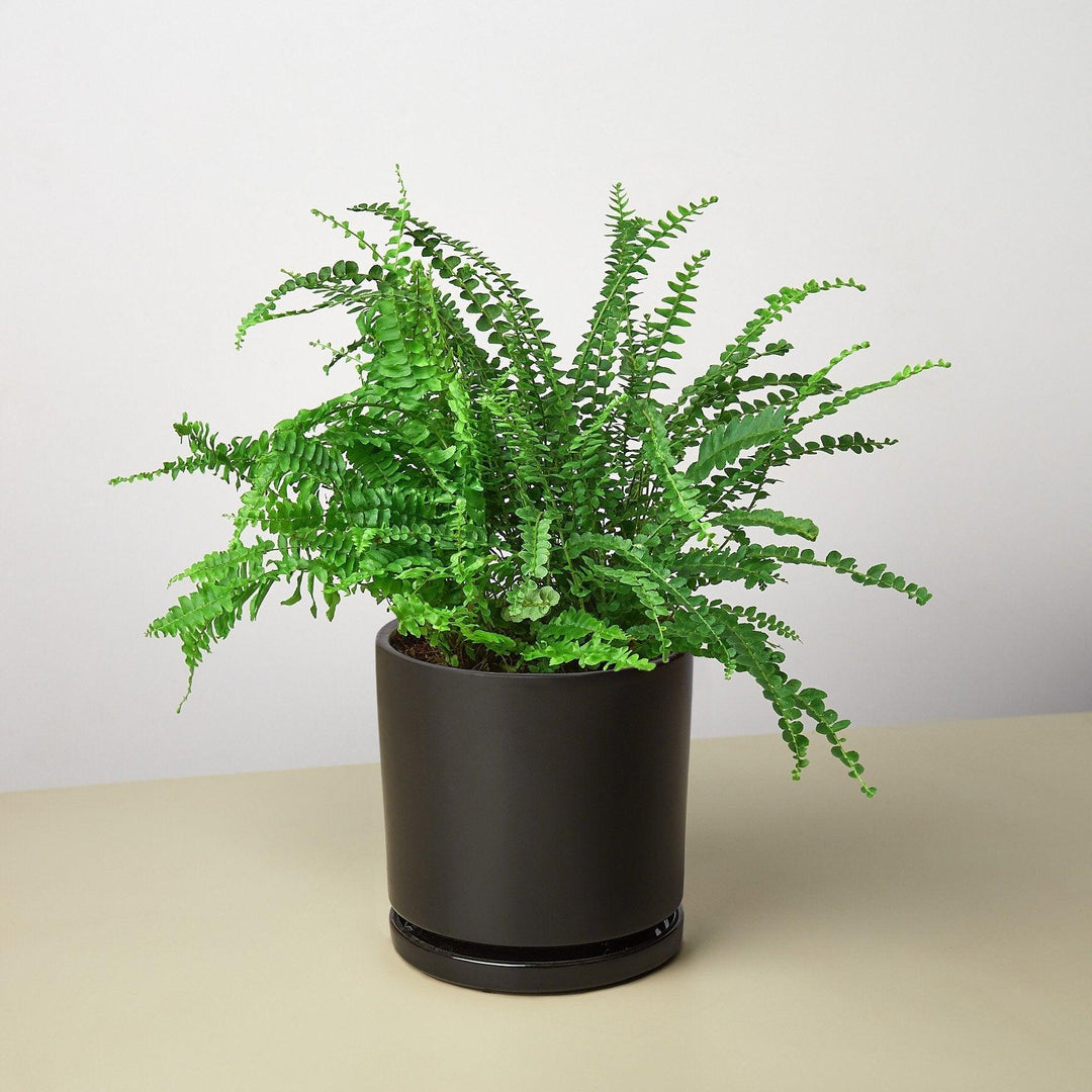 Pre-Potted Ferns Gift Arrangement - Casey & Company