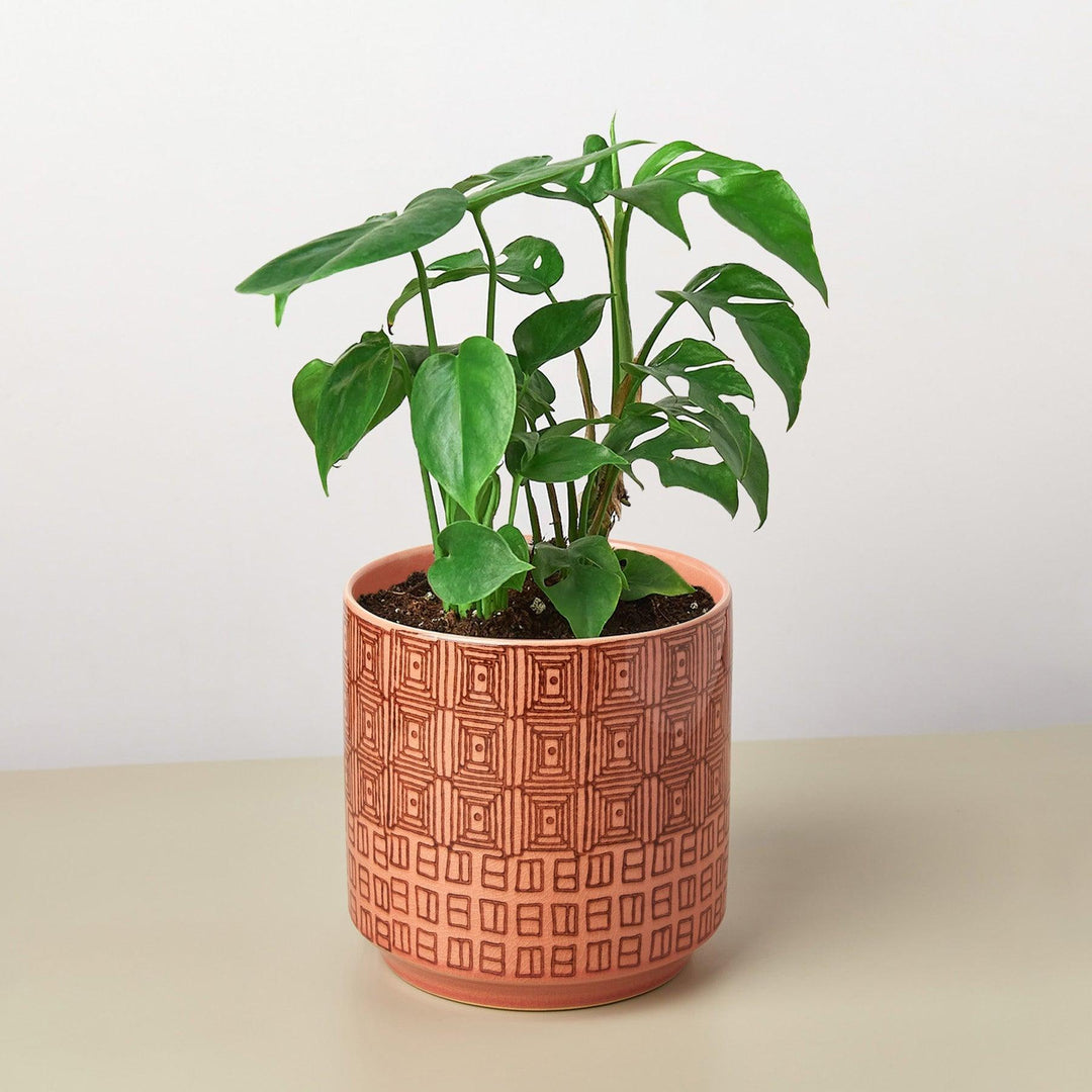 Pre-Potted Monstera Gift Arrangement - Casey & Company
