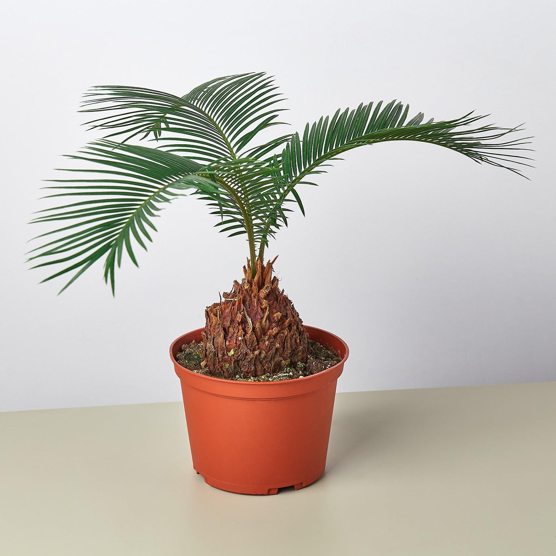 Sago Palm – Casey & Company