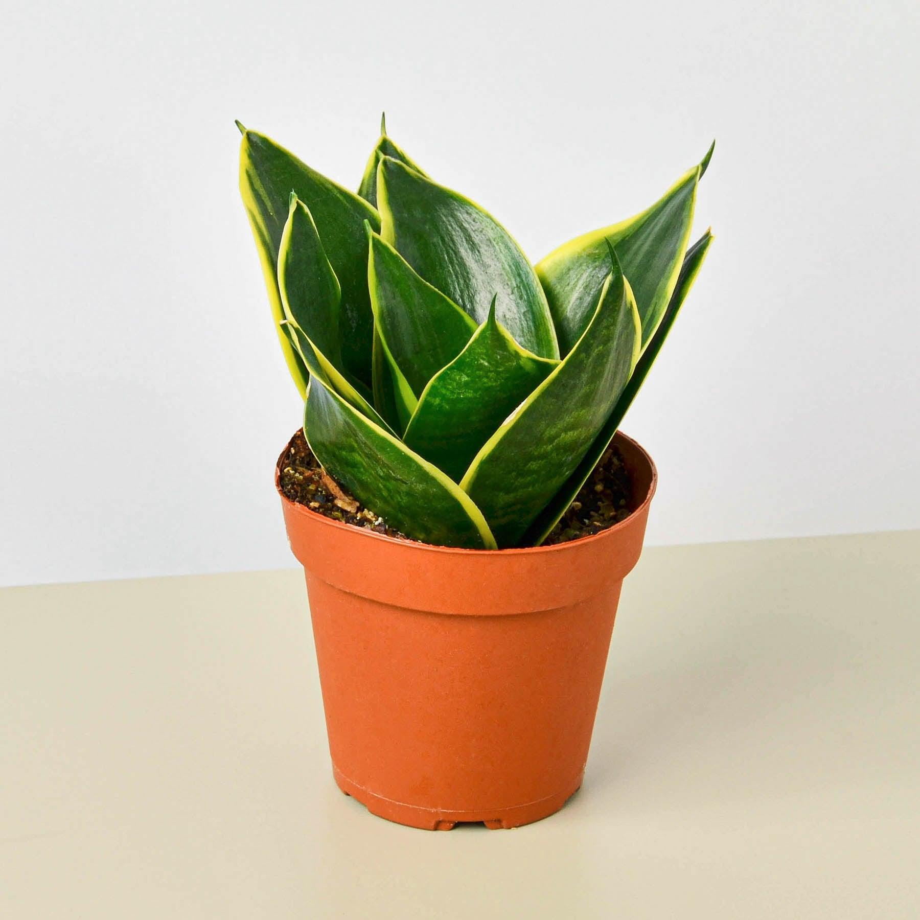 star power sansevieria Snake Plant 'Emerald Star' – Casey & Company