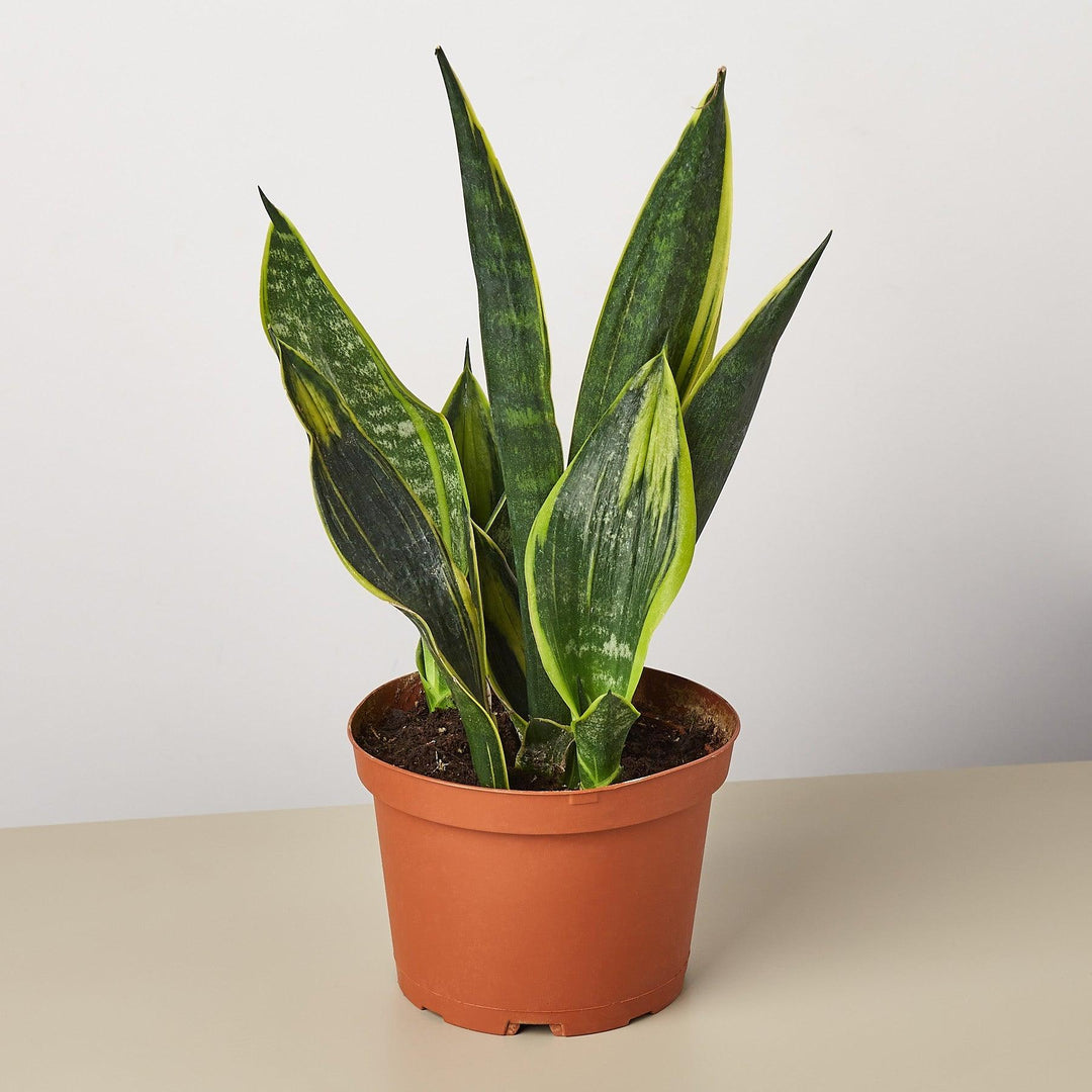 Snake Plant 'Gold Flame' - Casey & Company