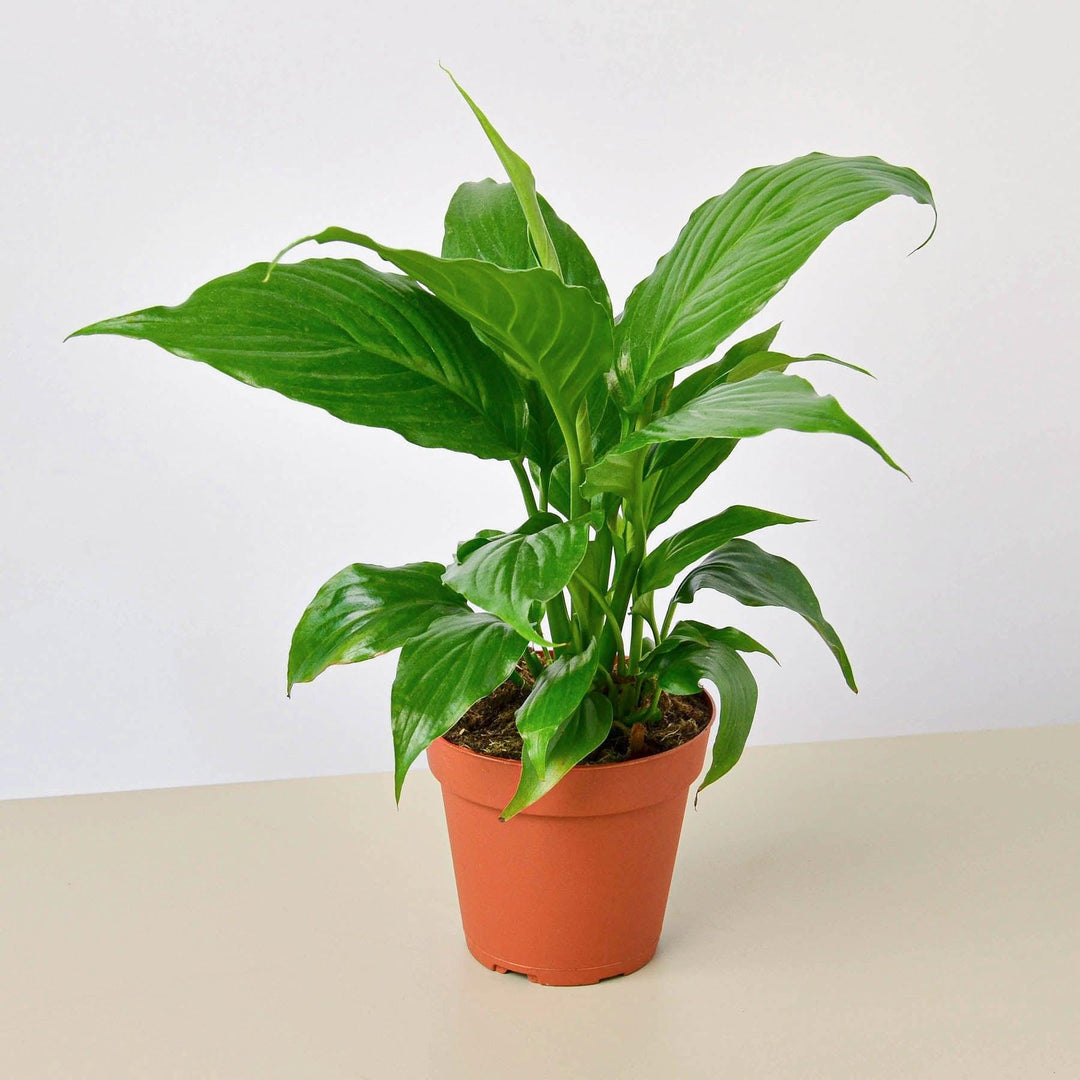 Spathiphyllum 'Peace Lily' - Casey & Company