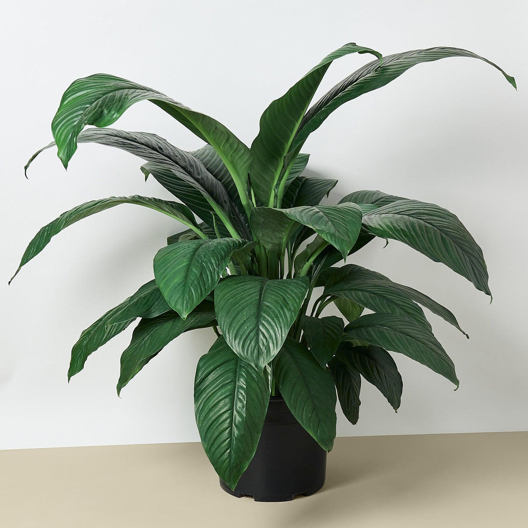 Spathiphyllum Peace Lily Plant - in 10" Pot - Casey & Company