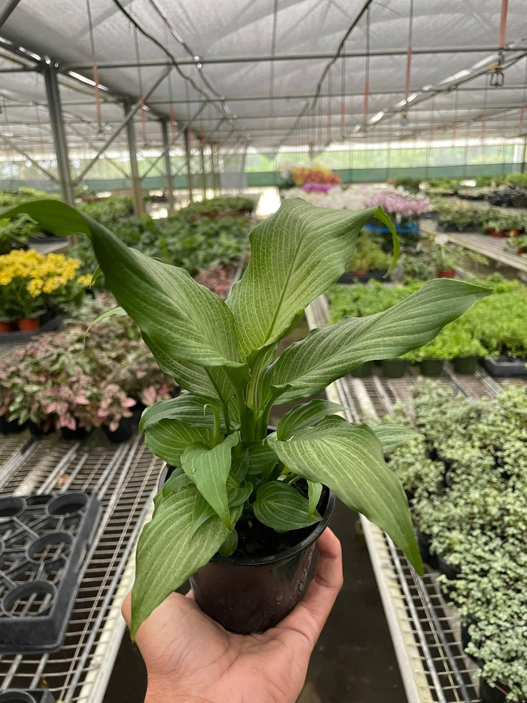 Spathiphyllum 'Platinum Mist' - Casey & Company