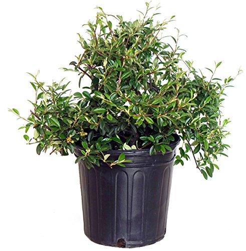 Willowleaf Cotoneaster - Casey & Company