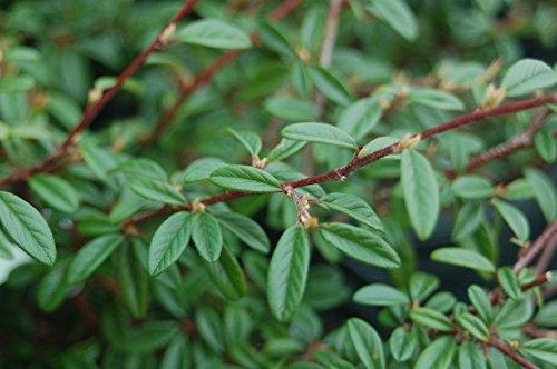 Willowleaf Cotoneaster - Casey & Company