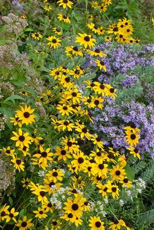 Rudbeckia fulgida var. fulgida | black-eyed Susan - Casey & Company