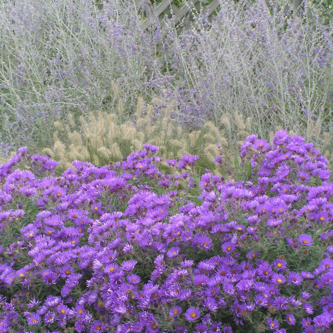 Aster novae-angliae 'Purple Dome' | Purple Dome New England Aster - Casey & Company